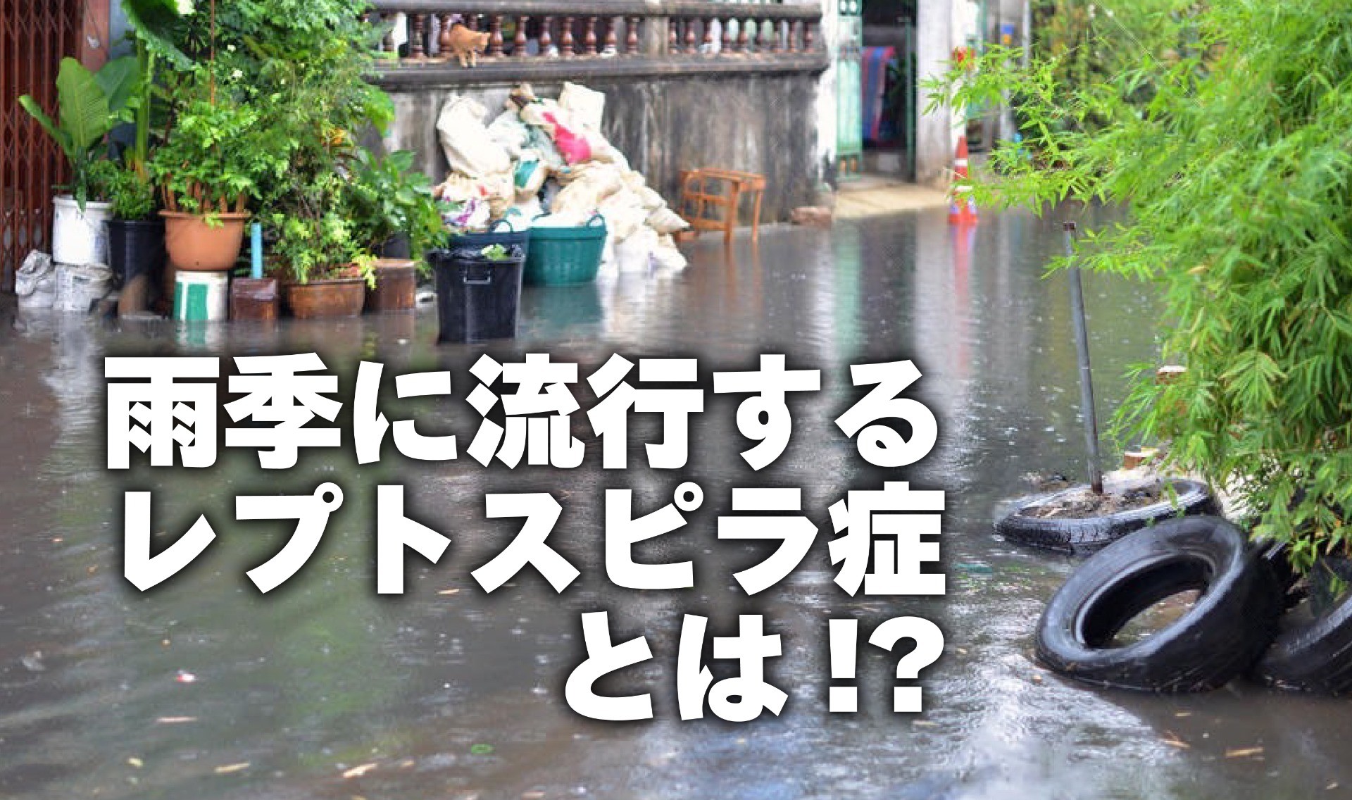 冠水した道では、レプトスピラ症に注意