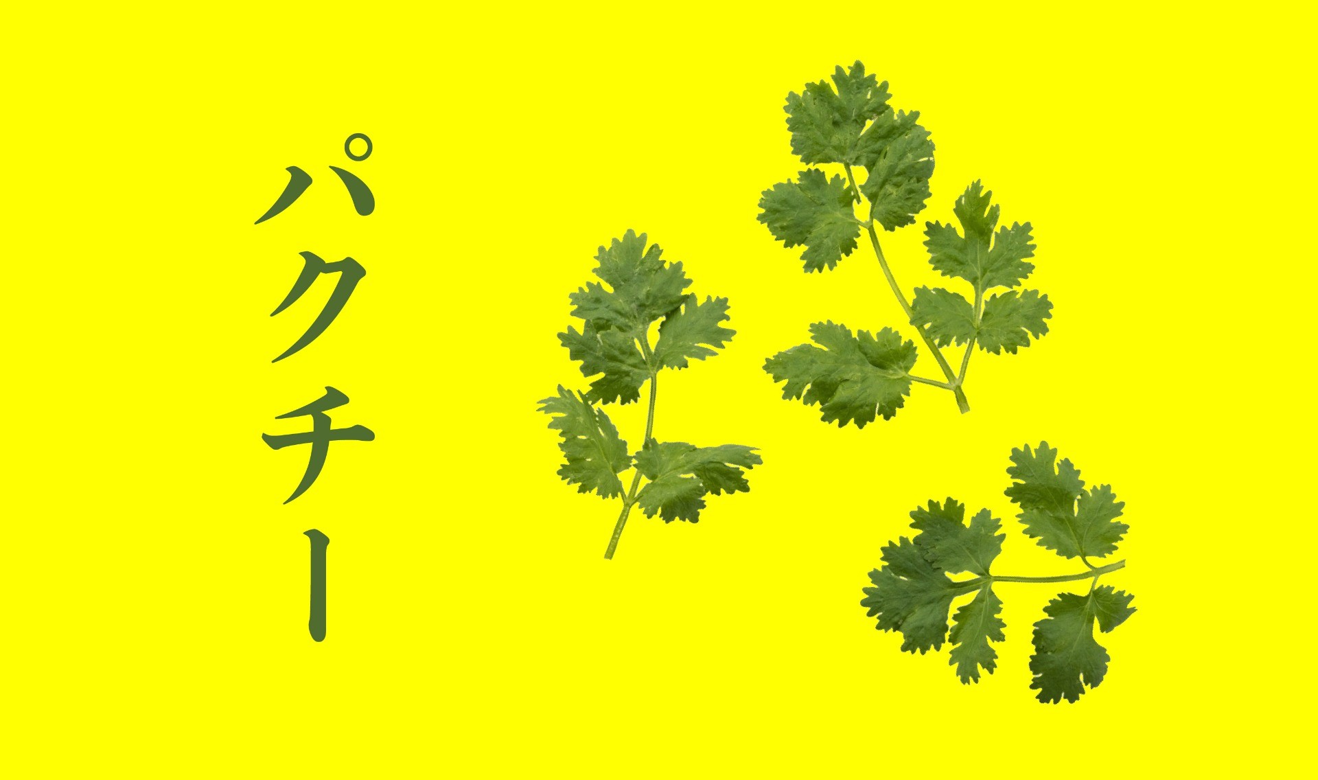 香りが心と体に効くパクチー