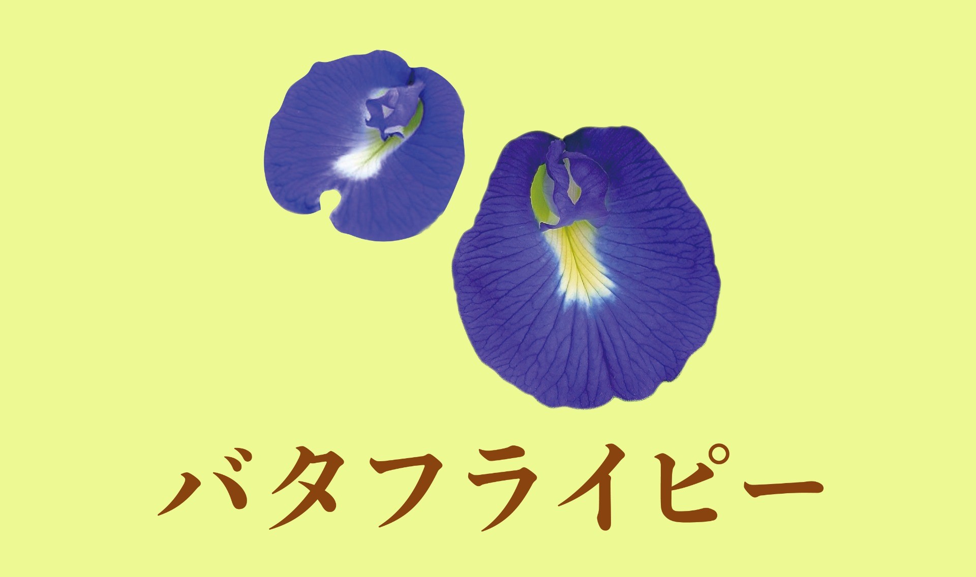青い花、バタフライピーを食す